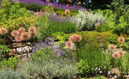 Jakie pnące rośliny do ogrodu najlepiej komponują się z bylinami?
