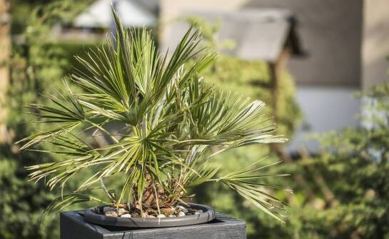 Jakie są najczęstsze wyzwania w pielęgnacji krzaczastej palmy?
