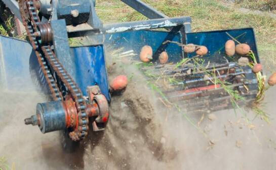 Efektywność kubełkowej sadzarki w intensywnych uprawach ziemniaków