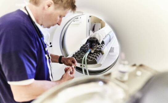 Jak zaawansowana diagnostyka wspiera opiekę neurologiczną dla zwierząt?