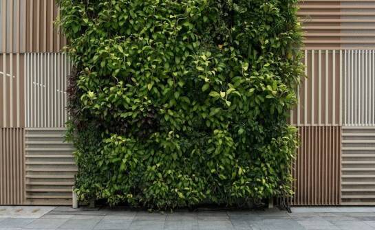 Jak skonstruowane są wertykalne zewnętrzne ogrody?