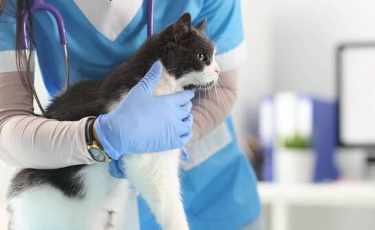 Jak weterynaryjna dermatologia wspiera zdrowie psów i kotów?