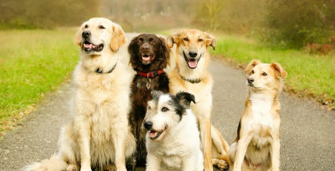 Kangale a inne rasy: co sprawia, że są one wyjątkowe?