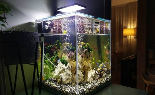 Kluczowe korzyści z posiadania akwarium na wymiar w biurowej przestrzeni