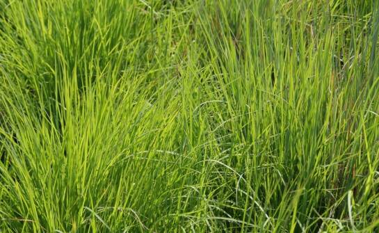 Wpływ mieszanki łąkowych traw na zdrowie i wzrost sąsiadujących roślin