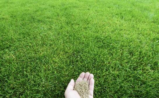 Różnorodność gatunków w uniwersalnej mieszance trawnikowej a jej zalety