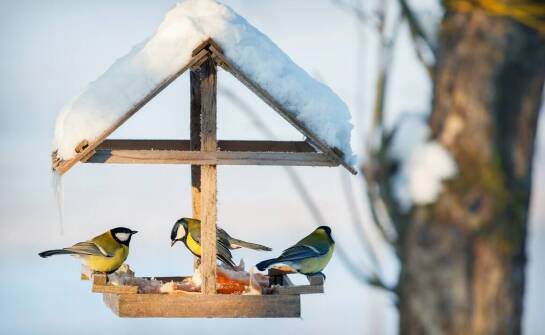 Jak dobierać karmniki dla różnych gatunków dzikich ptaków?