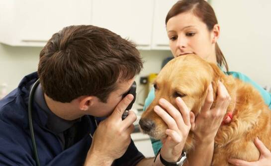 Jakie usługi w zakresie okulistyki oferuje lecznica weterynaryjna?