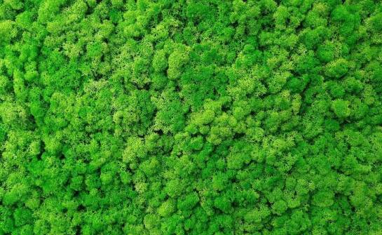 Czym charakteryzują się instalacje z stabilizowanego mchu?