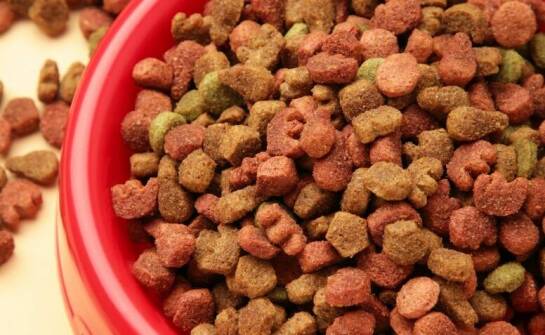 Jakie są zalety wyboru polskiej karmy dla psów dorosłych?