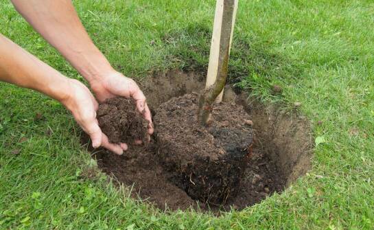 Jakie są najlepsze praktyki sadzenia drobnolistnej lipy w ogrodzie?