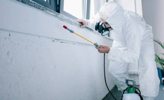 Jak wygląda proces inspekcji przed usunięciem gniazda os przez specjalistów?