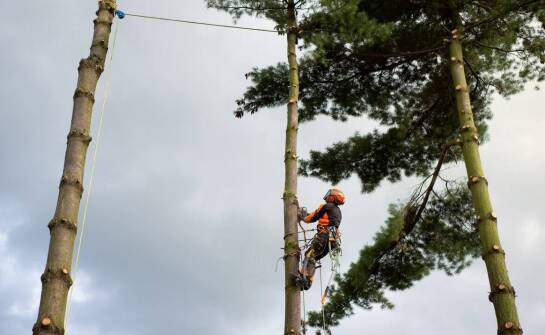 Wycinka drzew w trudno dostępnych miejscach – jak radzą sobie specjaliści?