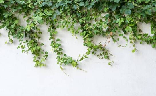 Jakie pnącza najlepiej sprawdzą się na tarasach i balkonach?