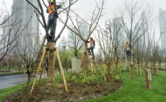 Wycinka drzew w kontekście rozwoju przestrzeni publicznej w Pleszewie