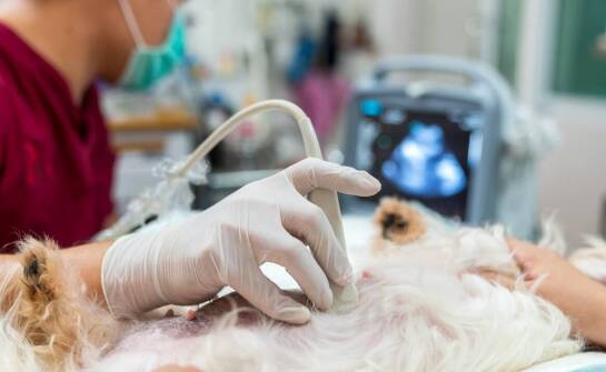 Dlaczego warto wykonać USG u swojego pupila w przypadku podejrzenia choroby?