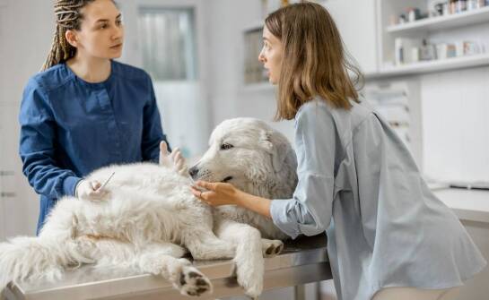 Jak pomocniczy personel wpływa na dobre samopoczucie zwierzęcych pacjentów?