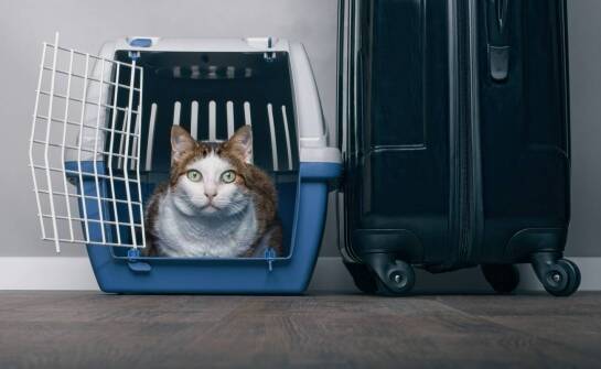 Porównanie różnych opcji transportu dla kota: co wybrać?