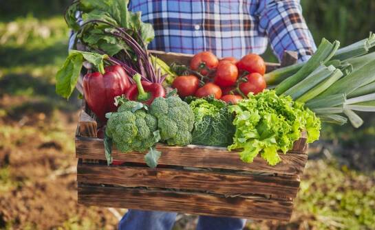 Why Invest in a Partnership with a Renowned Vegetable Supplier?