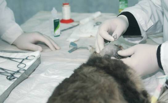 Laboratoryjna diagnostyka jako podstawa skutecznego leczenia zwierząt