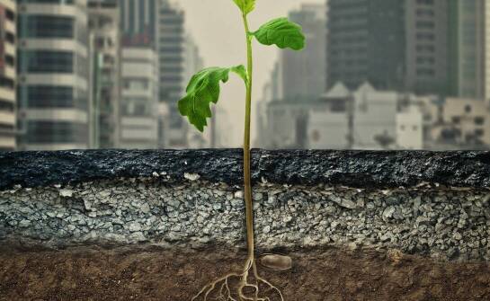 Jakie nasiona pnączy są idealne do tworzenia zielonych dachów?