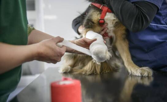 Jak weterynarz w Dębem Wielkim prowadzi opiekę nad zwierzętami po urazach?