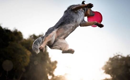 Wytrzymałe frisbee jako narzędzie do budowania relacji ze psem