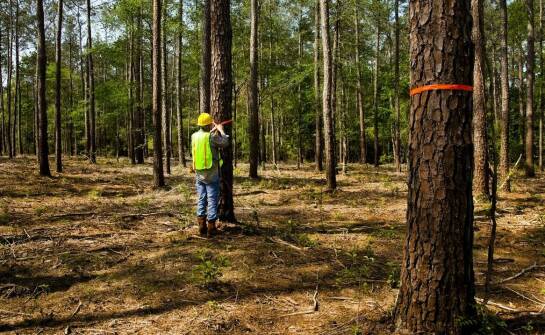 Wdrażanie FSC a ochrona środowiska – jakie są efekty realne?