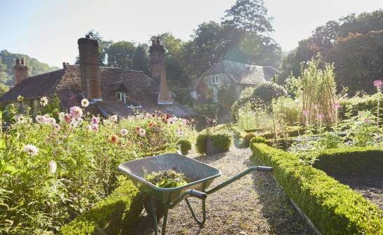 Jakie korzyści przynosi posiadanie cykasa w ogrodzie?