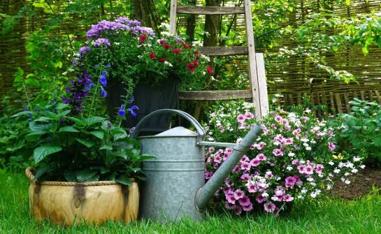 Pnącza w ogrodzie – jak wzbogacają estetykę tej przestrzeni?