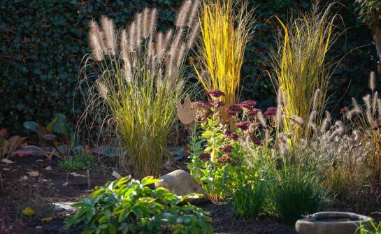 Jakie niskie trawy ozdobne najlepiej komponują się z innymi roślinami?