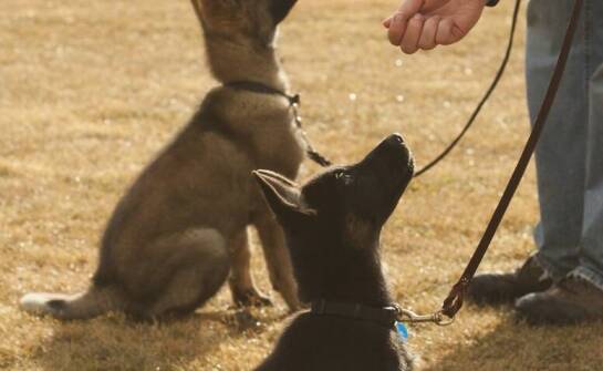 Jakie są etapy nauki u psa podstawowych komend?