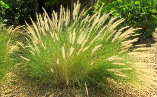 Zastosowanie wysokich ozdobnych traw w przydomowych ogrodach deszczowych