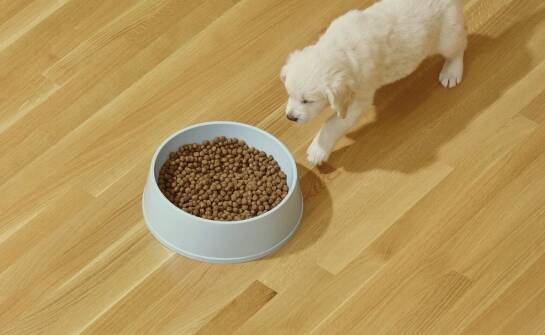 Wpływ zrównoważonego składu acana puppy large breed na rozwój mózgu u szczeniąt