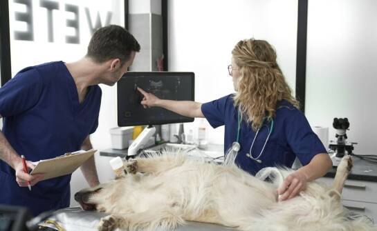 Jakie badania pomagają weterynarzowi w wykrywaniu chorób u zwierzęcych pupili?