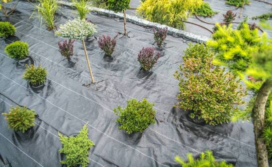 Jakie trendy w projektowaniu ogrodów wspiera nasza szkółka drzew?