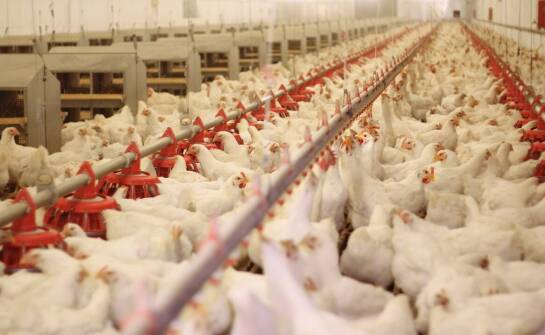 Wie beeinflusst die Wasserdesinfektion mit Chlordioxid das Tierwohl in der Geflügelzucht?