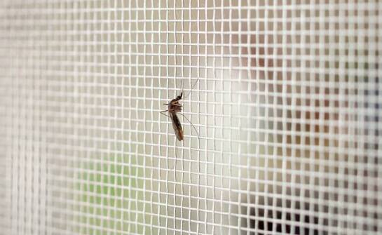 Plisowane moskitiery – jakie są ich największe zalety?