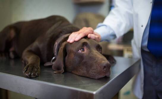 Jak weterynarz pomaga w diagnostyce chorób wewnętrznych dla psa?