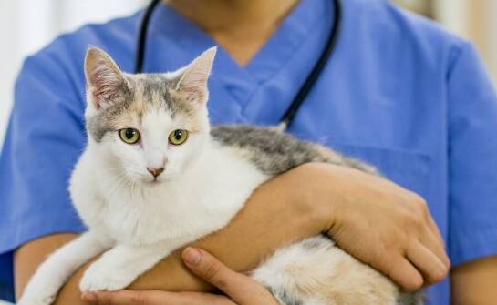 Profilaktyka chorób sercowo-naczyniowych u kotów