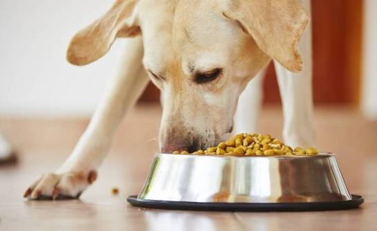Znaczenie regularnego karmienia psa suchą karmą dla zdrowia psa