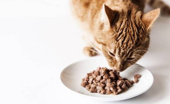 Jakie odżywcze właściwości czynią karmę Naturina wyjątkową dla Twojego pupila?