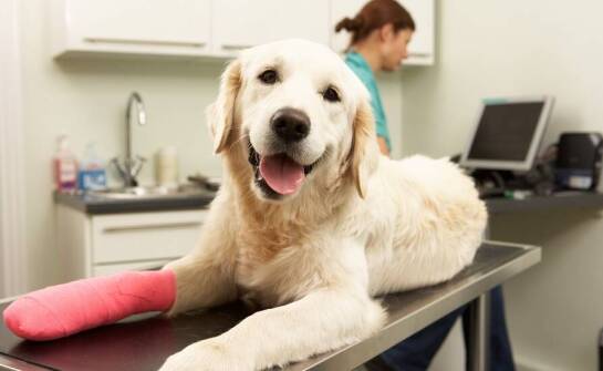 Jak przygotować pupila do wizyty u ortopedy weterynarza?