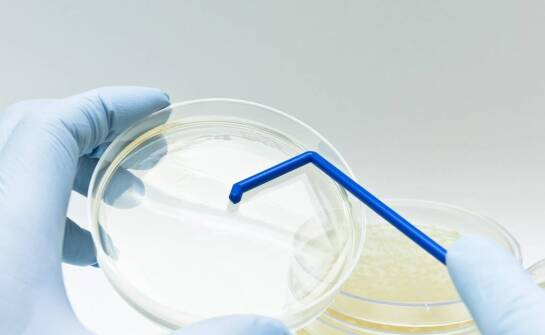 Jak sterylne Petriego szalki wpływają na dokładność wyników badań?