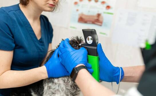 Techniki stosowane w okulistycznych zabiegach koni w regionie śląskim