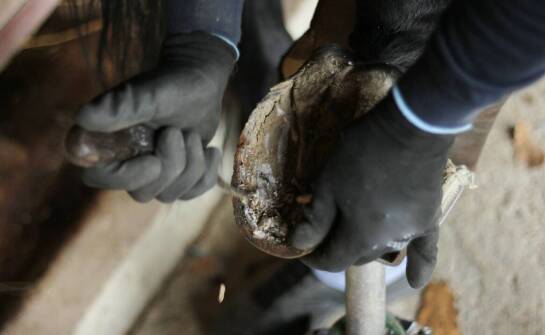 Jak dobrać odpowiedni rozmiar tarczy do korekcji racic dla swojego stada?