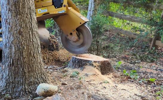 Frezowanie pni a ochrona gleby przed erozją