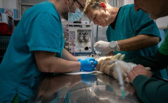 Dlaczego warto rozważyć usuwanie obcych ciał u zwierząt?