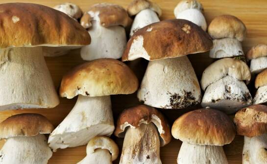 Differentiation of the wholesale mushroom offering as support for culinary creativity