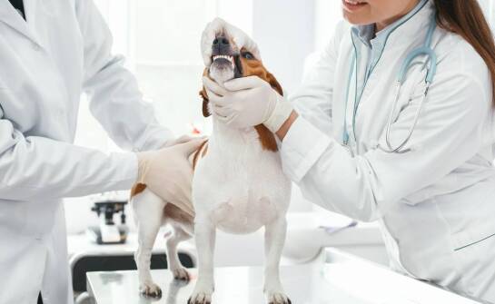 Profilaktyka zdrowotna: znaczenie regularnych wizyt u weterynarza